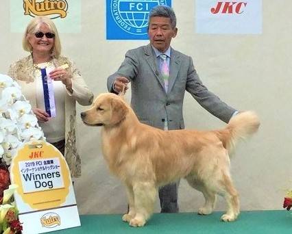 【出産情報】外産犬のピーター君とJKCチャンピオンのルーシーちゃん🐕