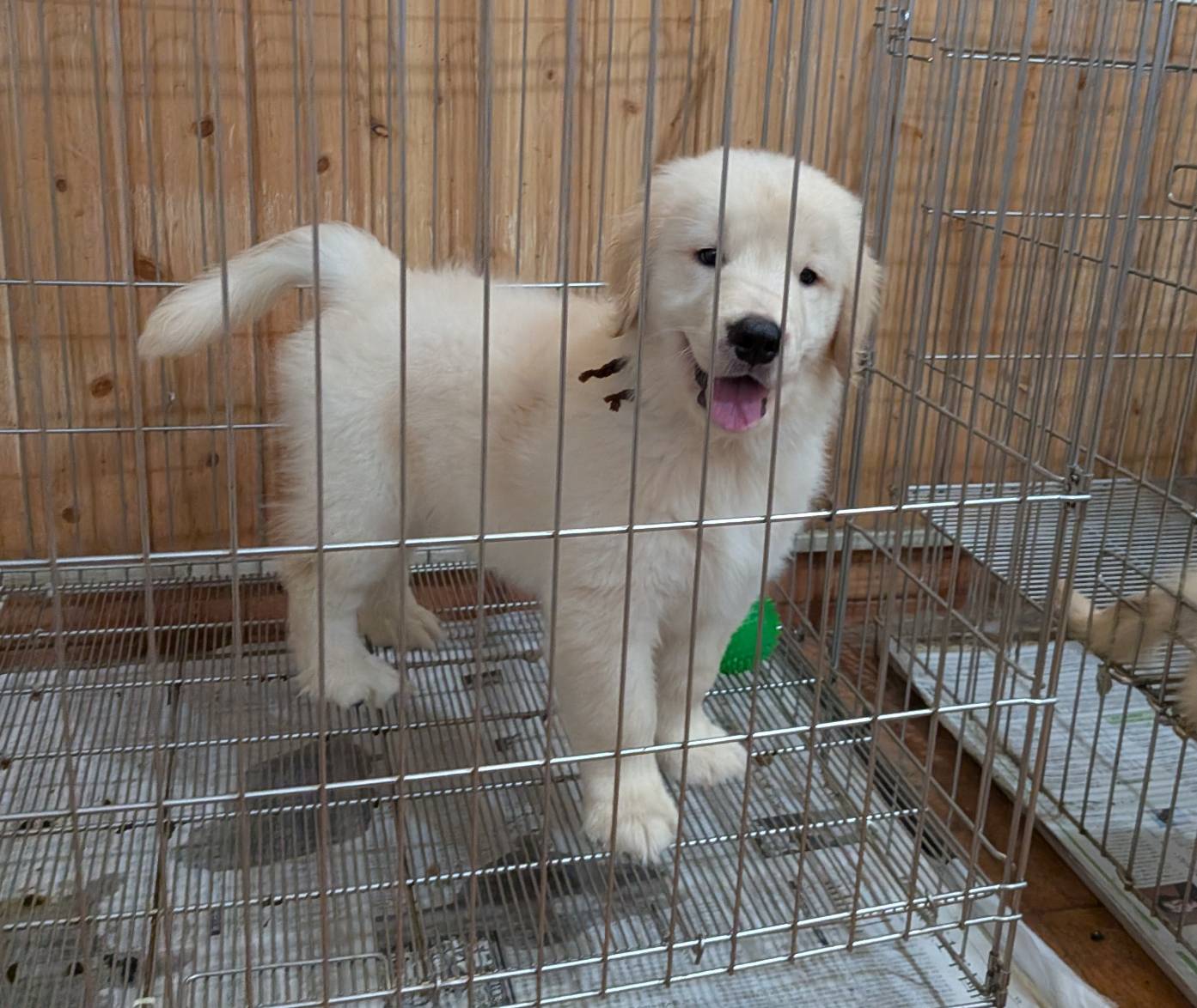 【子犬情報】レオン君とエマちゃんの子犬🐕