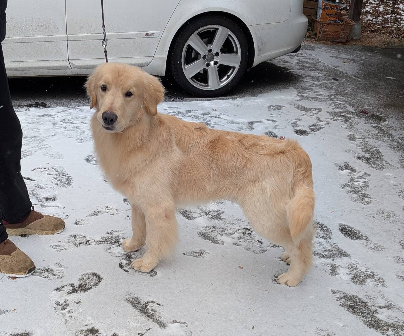 【交配情報】アンディ君×メグリンちゃん🐕