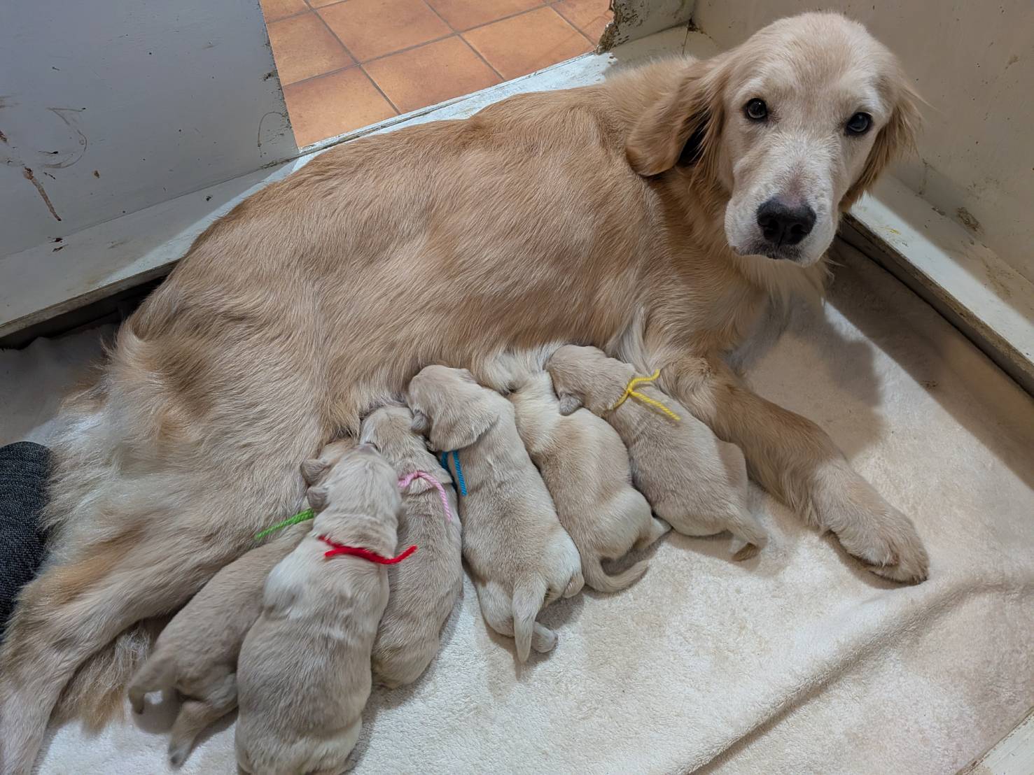 【子犬情報】キララちゃん無事に子犬を出産しました🐕(6頭)