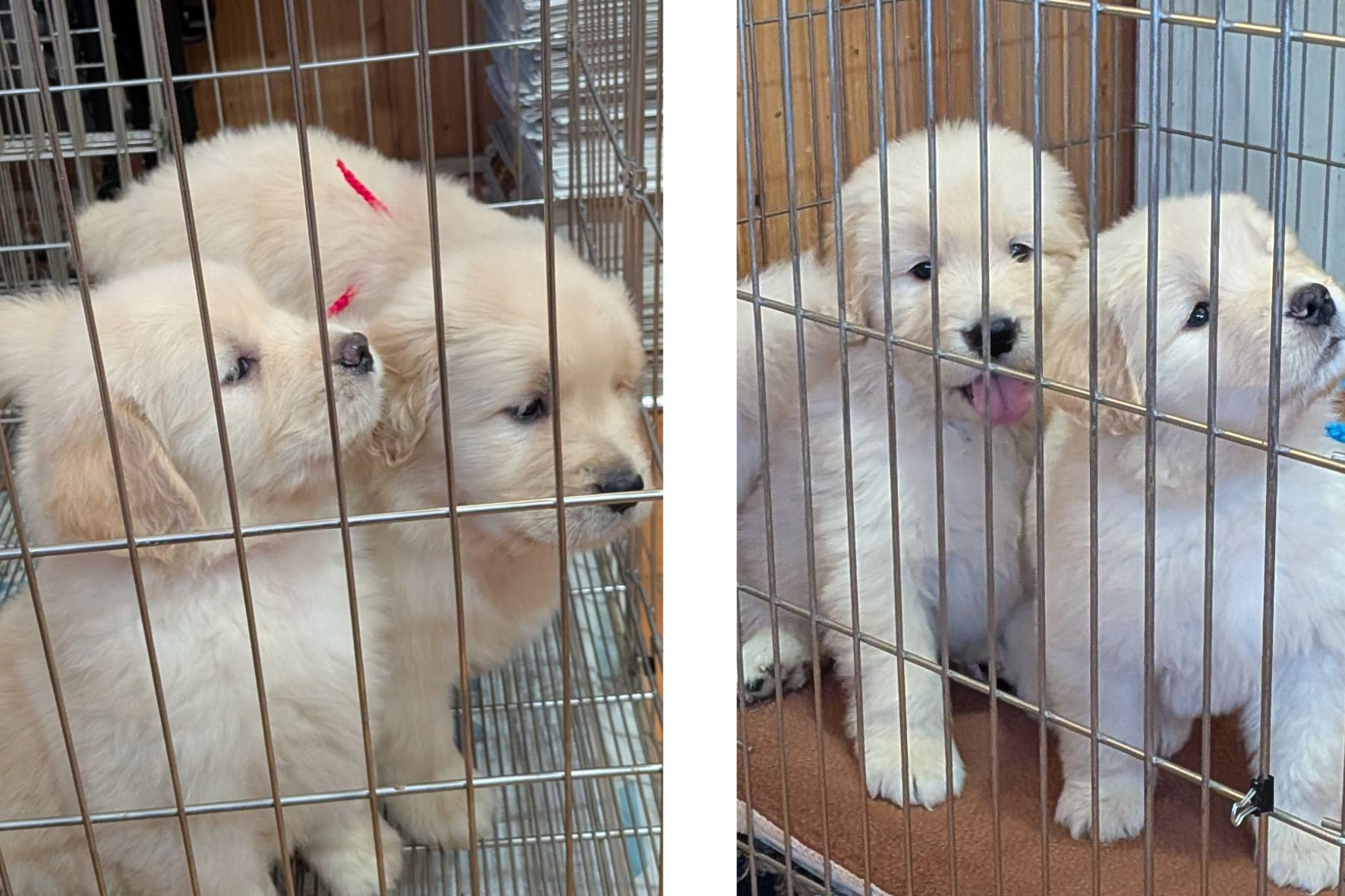 【子犬情報】キララちゃん無事に子犬を出産しました🐕(6頭)