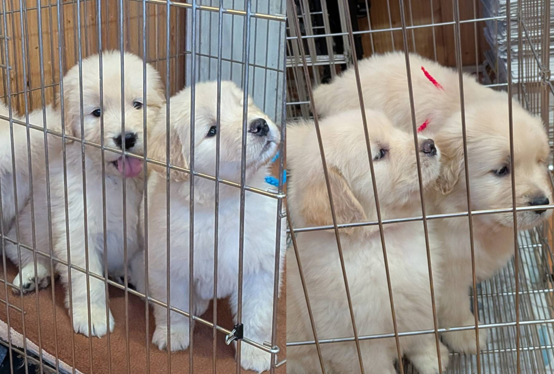 【子犬情報】キララちゃん無事に子犬を出産しました🐕(6頭)