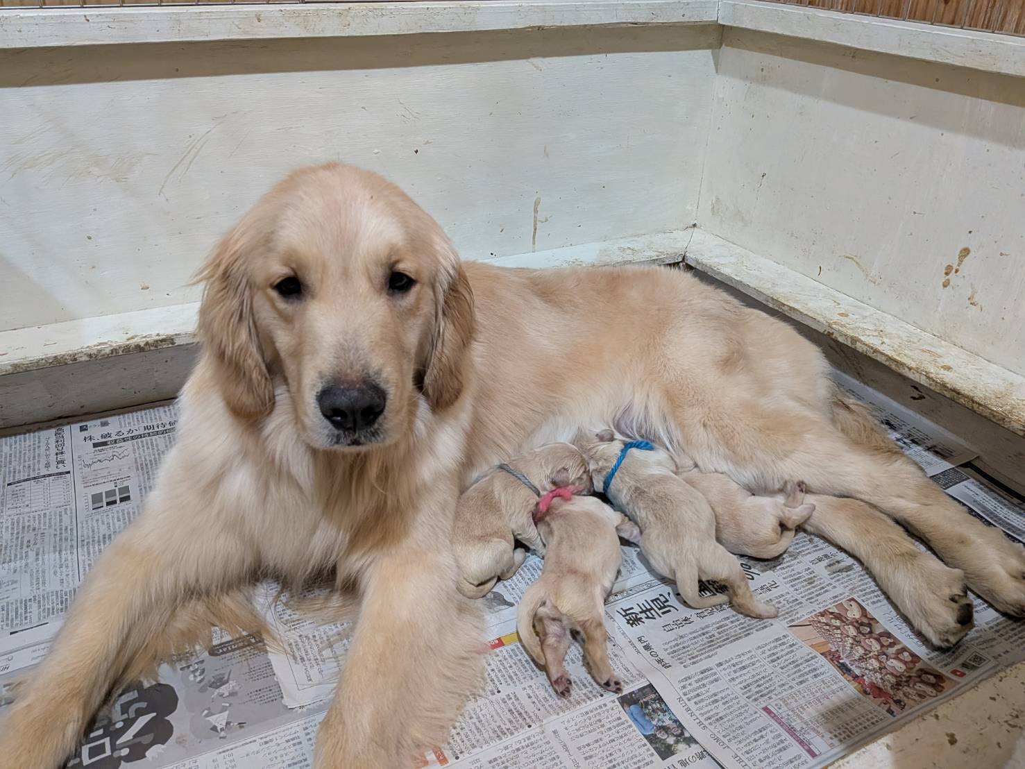 【子犬情報】メグリンちゃんが無事に出産いたしました✨(4頭)